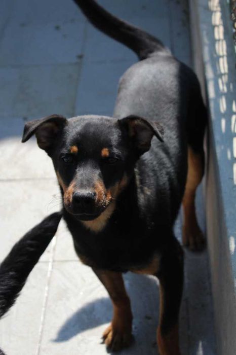 004626 Buc do adopcji