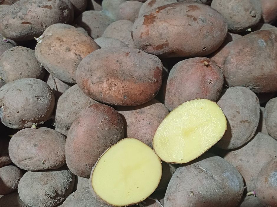 Ziemniaki jadalne  smaczne Irga, Denar , Lawenda