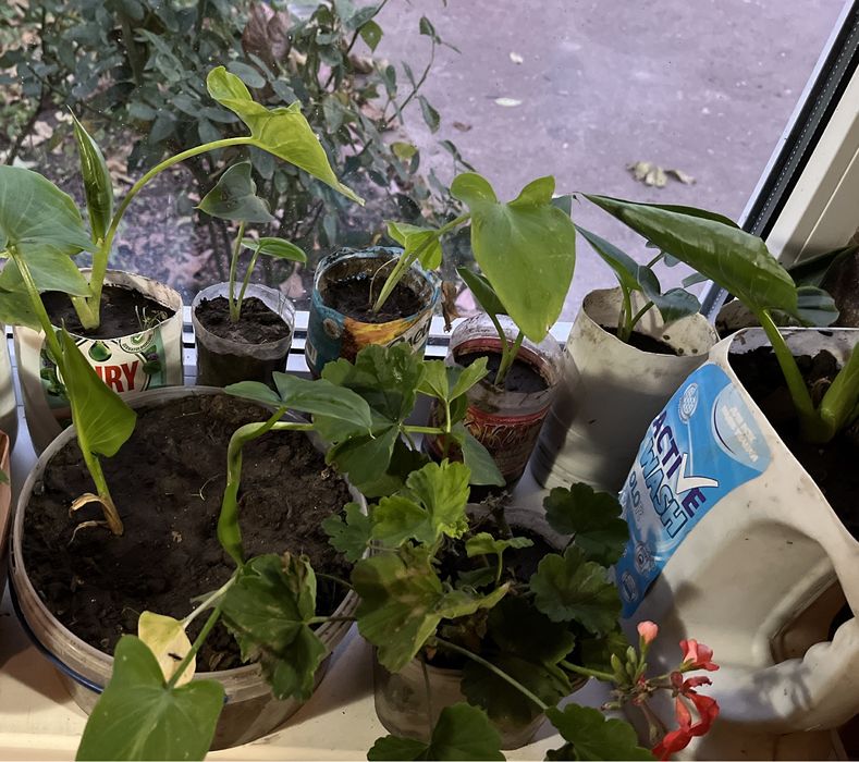 Цветы, калы, декоративные цветы