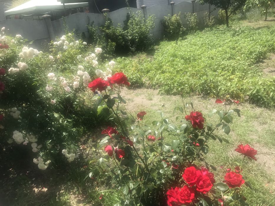 Продам дачу в ст ОЗОН