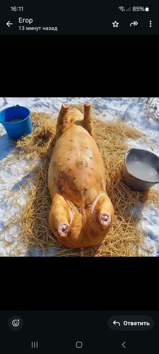 Продам свинину тушкою