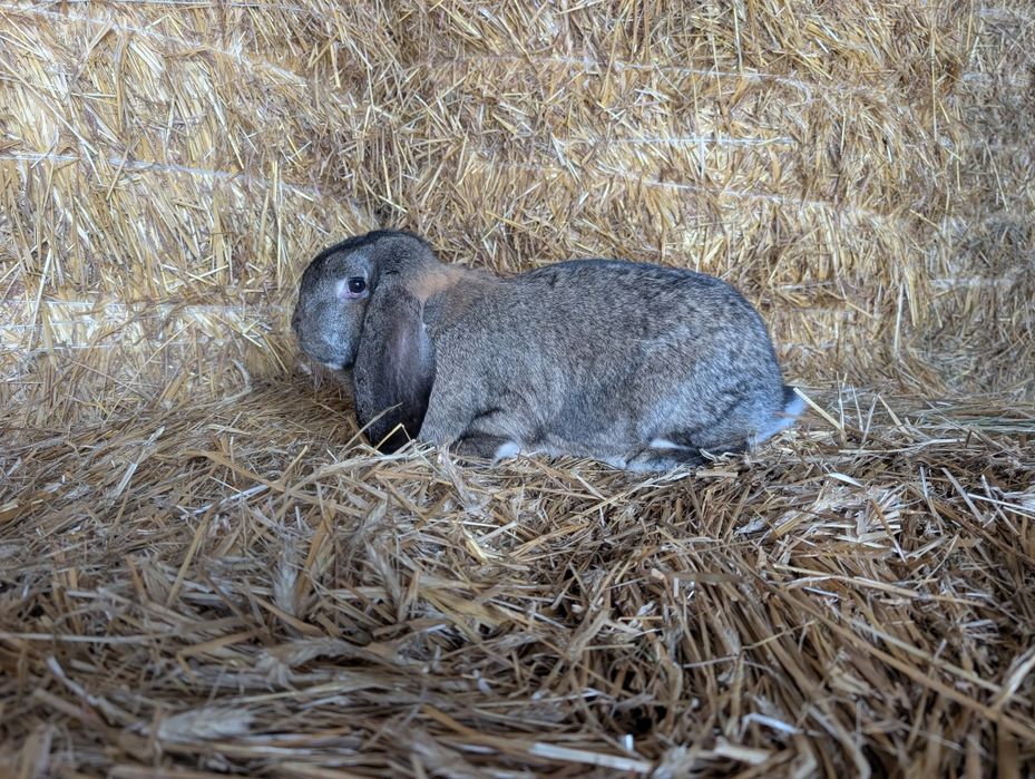 Baran francuski samica