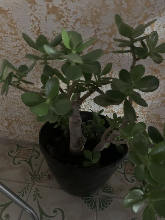 Вазони , алоє ,толстянка, грошове дерево, кактуси  , каланхое, кактуся