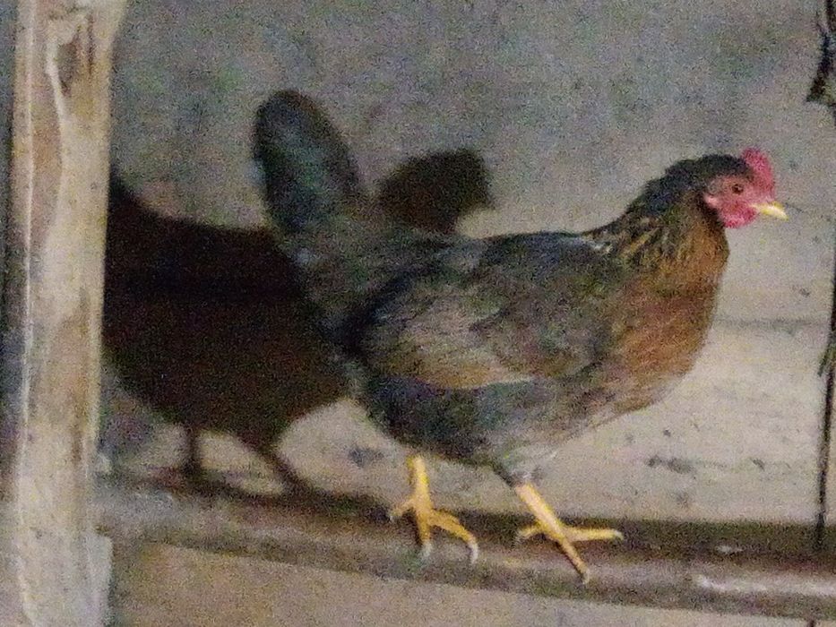 Продам кури ліліпути