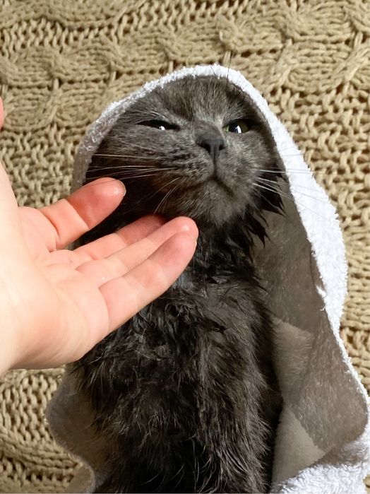 Грумінг стрижка вичісування котів