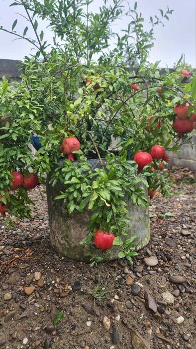 продам саженці граната двох річні в контейнері є вайбер