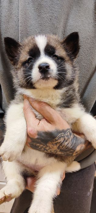 Акітята! Шикарні малюки