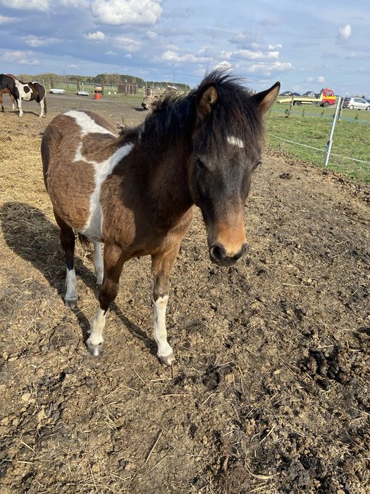 Ogier Hucuł Walientte Programowy