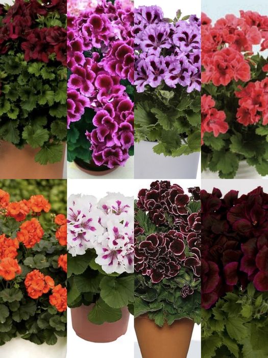 Пеларгонія Плектрантус Калібрахоа Бігонія Калізія Діплоденія
