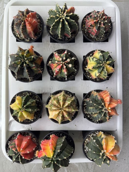 Астрофітум  cactus variegata cereus Astrophytum asterias