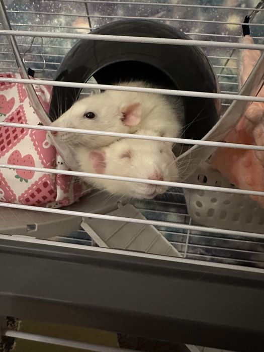 Спутнік для пацюків (гризунів). Будиночок/гамак для гризунів