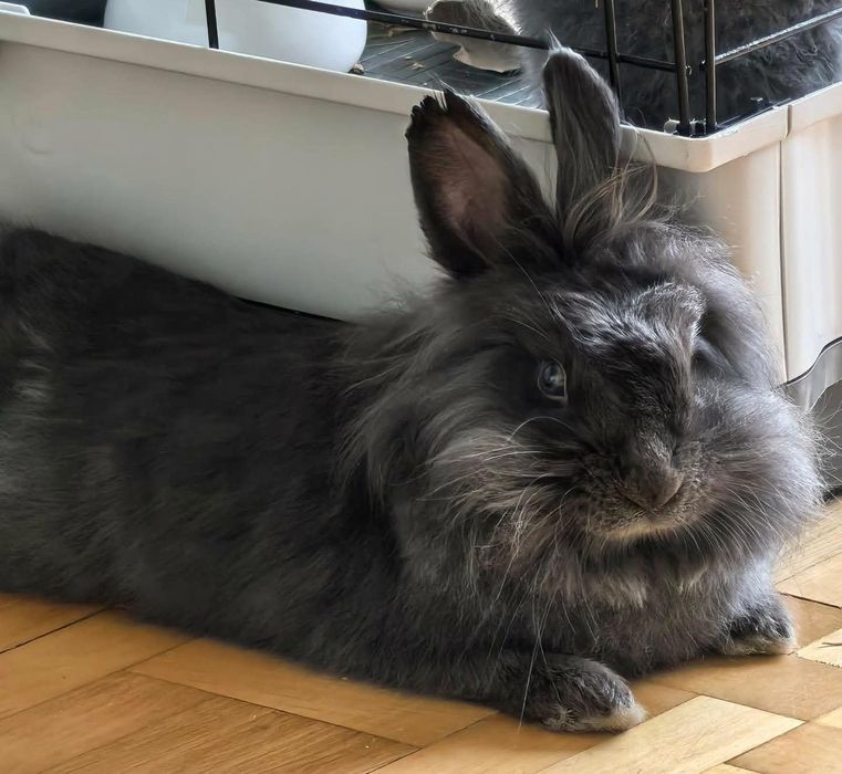 Króliczka do adopcji
