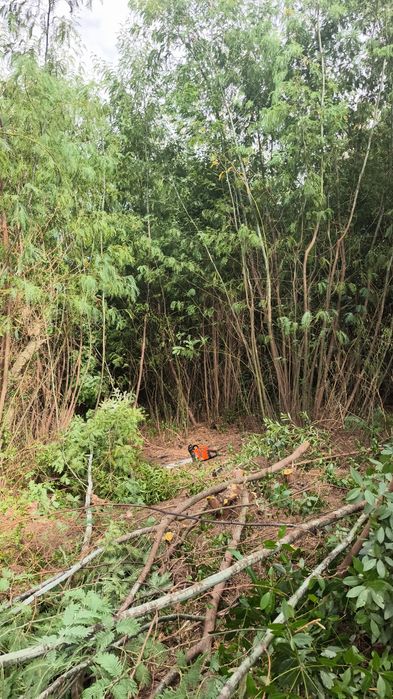 Limpeza terreno  zona sintra corte arvores