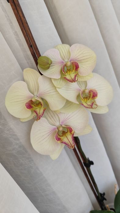 Орхідея терміново