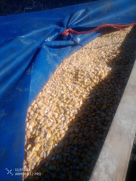 Продам кукурудзу.Горох.