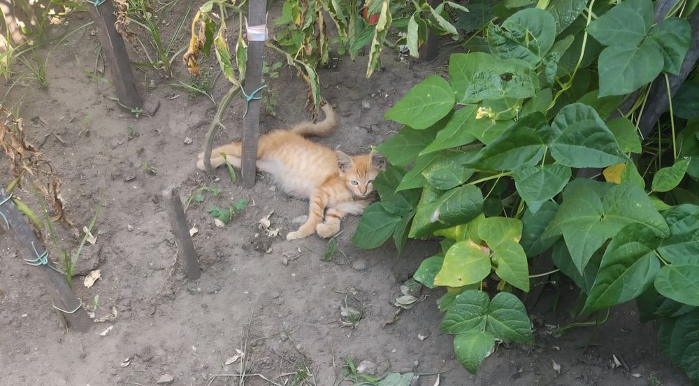 Gatinha para adoção