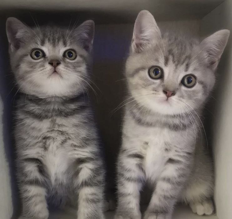 Шикарные котята ждут вас