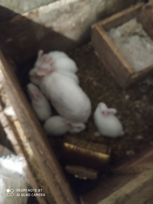 Продам самки Термонська біла