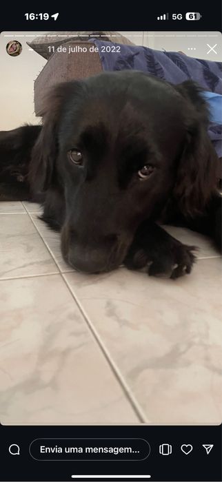 Cães para adocão