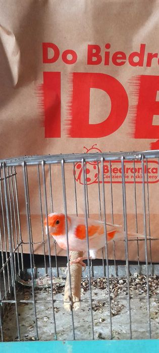 Sprzedam kanarki samce