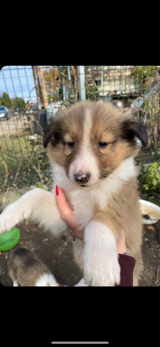 Owczarek Szkocki-Collie