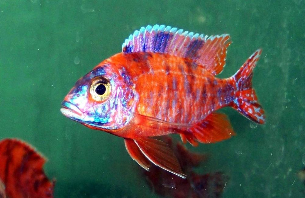 GB MALAWI Pyszczak Aulonocara Calico