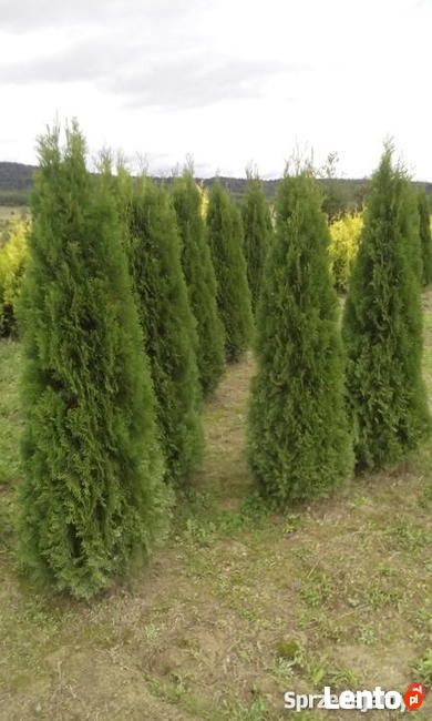 Tuja tuje szmaragd thuja  thuje smaragd