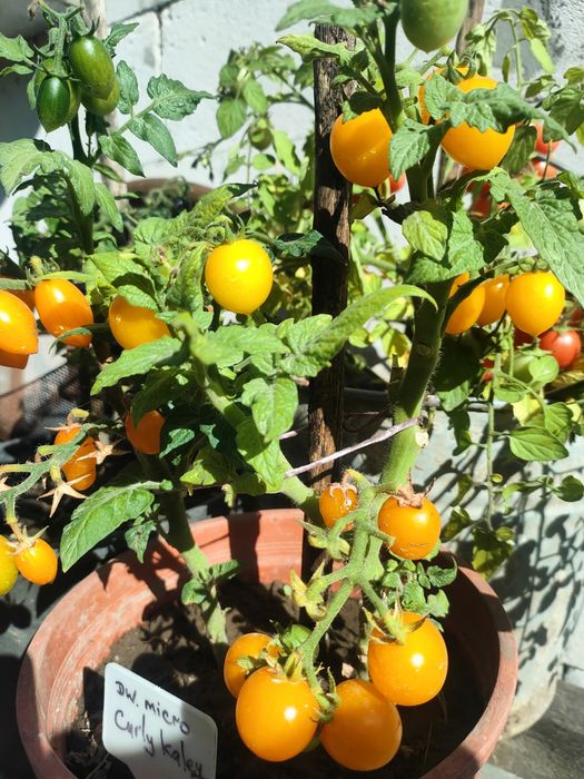 Розсада томатів для вирощування у кашпо та балконних горщиках