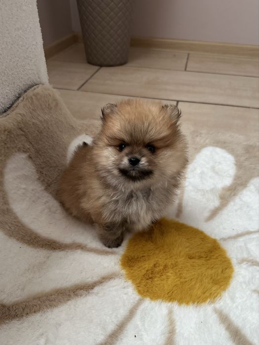 Szpic miniaturowy pomeranian suczka orange sable w typie misia