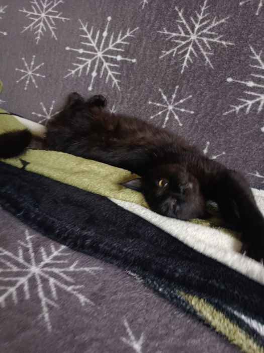 Чорний котик шукає домівку