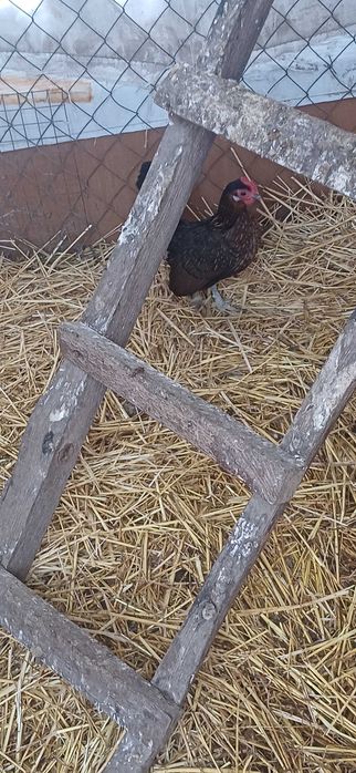Продам  курочок,півників