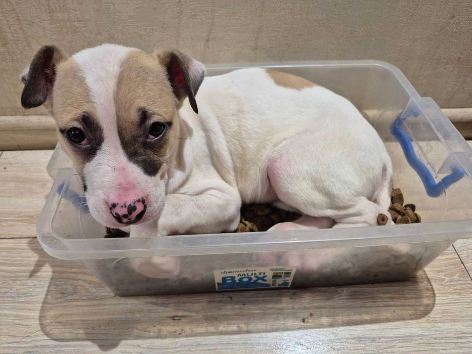 Продам щенков Амстаффа