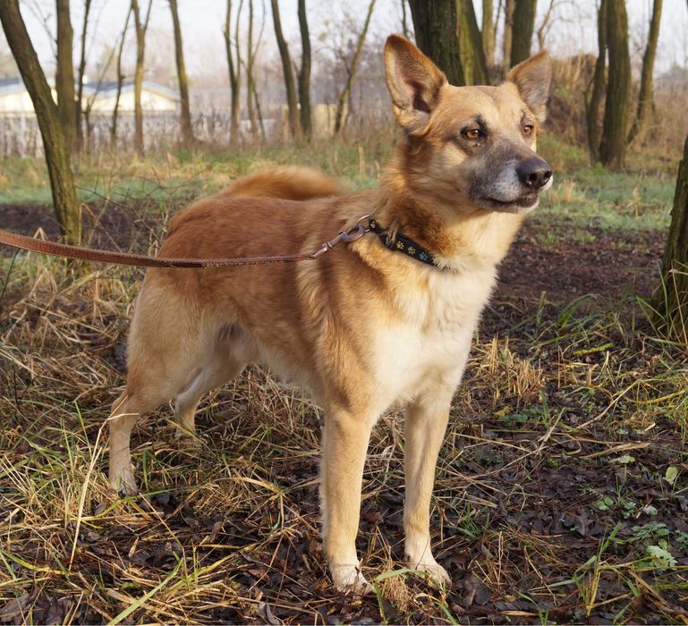 Lisek Fito szuka swojego miejsca na ziemi!