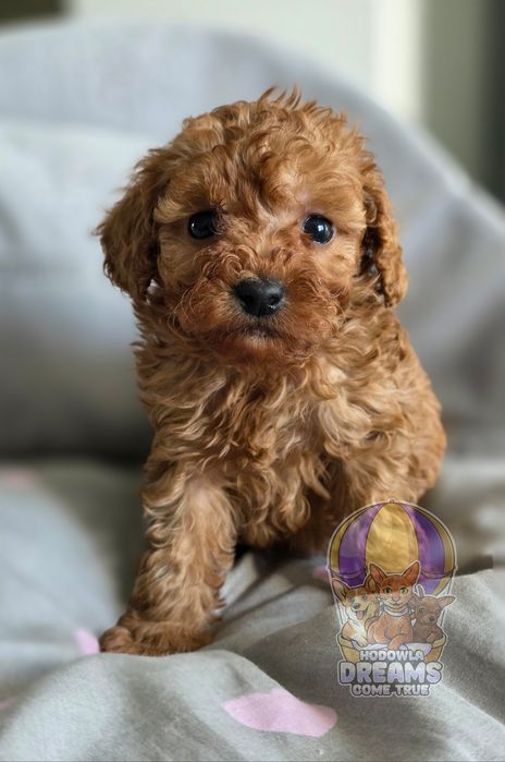 Pudelek  Toy**Chłopak **Do Rezerwacji