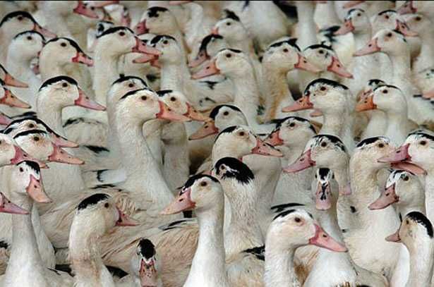 Мулард бройлер утка