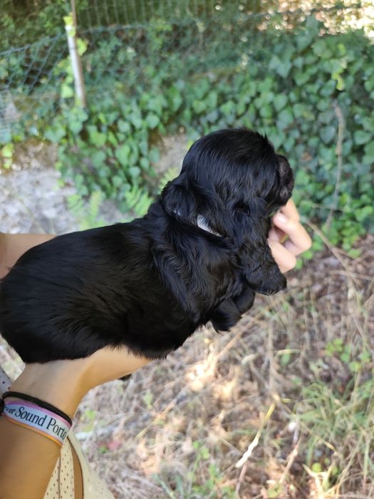 Menino Cocker fofinho