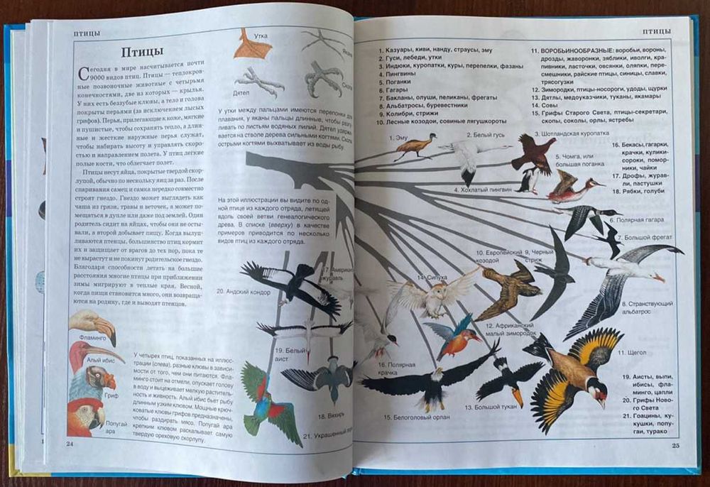 Книга "Животные" Клэр Астон 2008 год ККСД