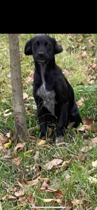 Бесплатно, в добрі руки