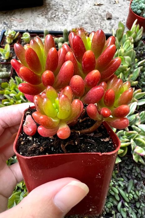 Sedum Rubrotinctum, planta suculenta, natural