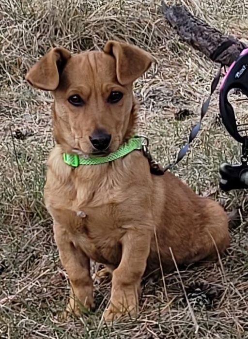 Szczeniaczek Rico 6 miesiecy