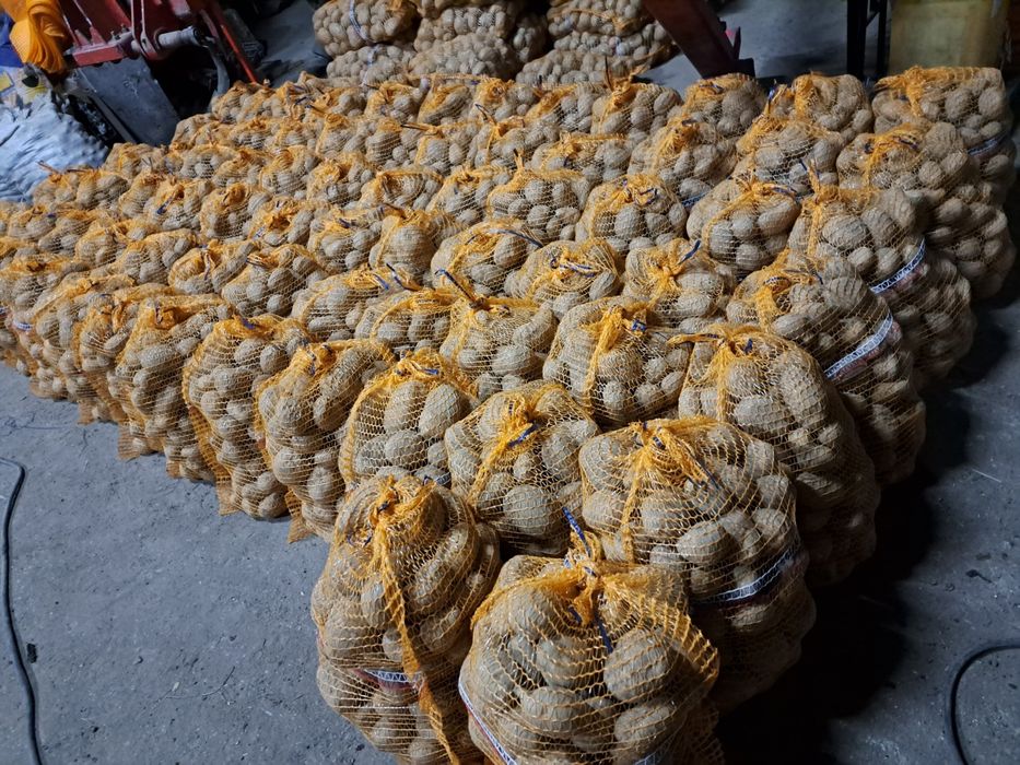 Ziemniaki Michalina, Jurek, Denar, Queen Anna, Astana