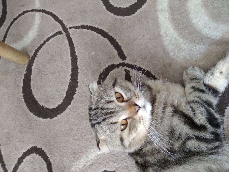 котик шотландський капловухий