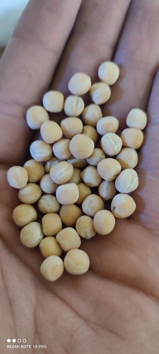 Насіння гороху Оплот, горох посівний