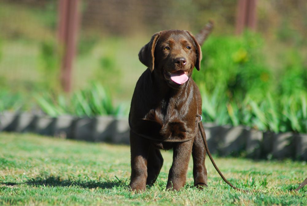 Найкраші цуценя лабрадор ретривера.