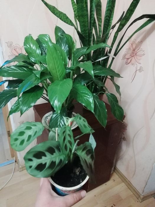 Вазоны для дома калатея Бегония трещин язык женское щастье