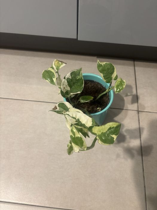 Epipremnum złociste