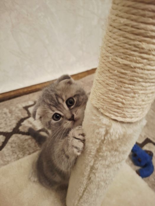 Продам кошеня проди Scottish Fold