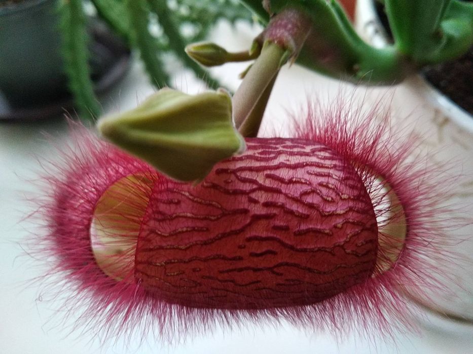 Стапелия красная укорененная, укоренённые черенок, комнатное растение