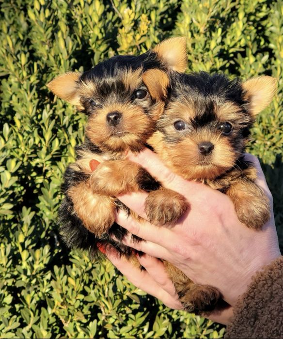 Щенки йоршерского терьера