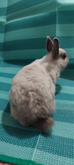 Ofereço coelha anã